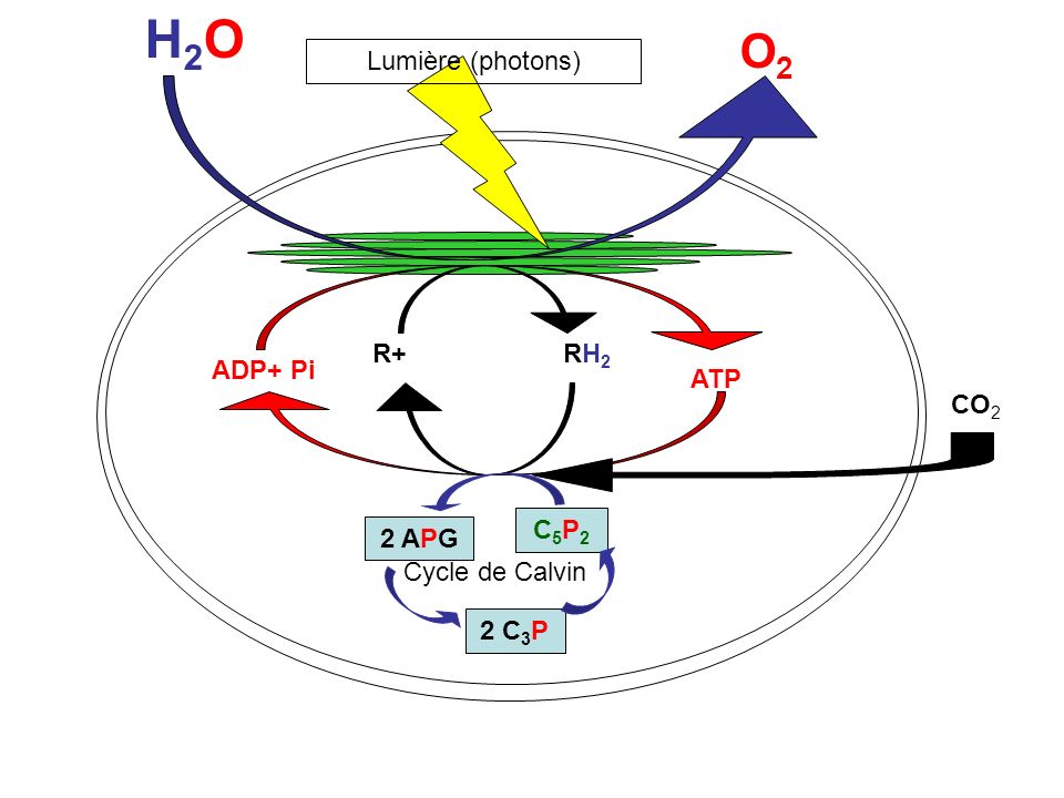 H2O O2 Lumière (photons) R+ RH2 ADP+ Pi ATP CO2 C5P2 2 APG