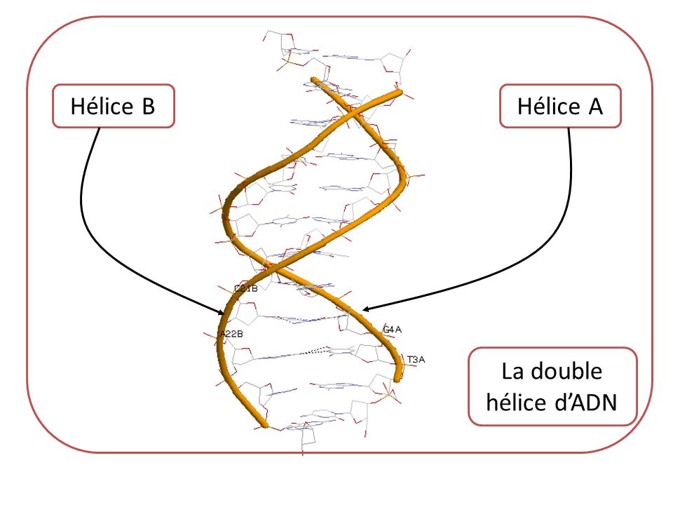 Hélice B Hélice A La double hélice d’ADN