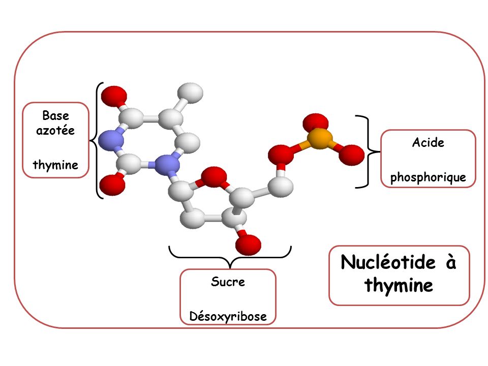 Nucléotide à thymine Base azotée thymine Acide phosphorique