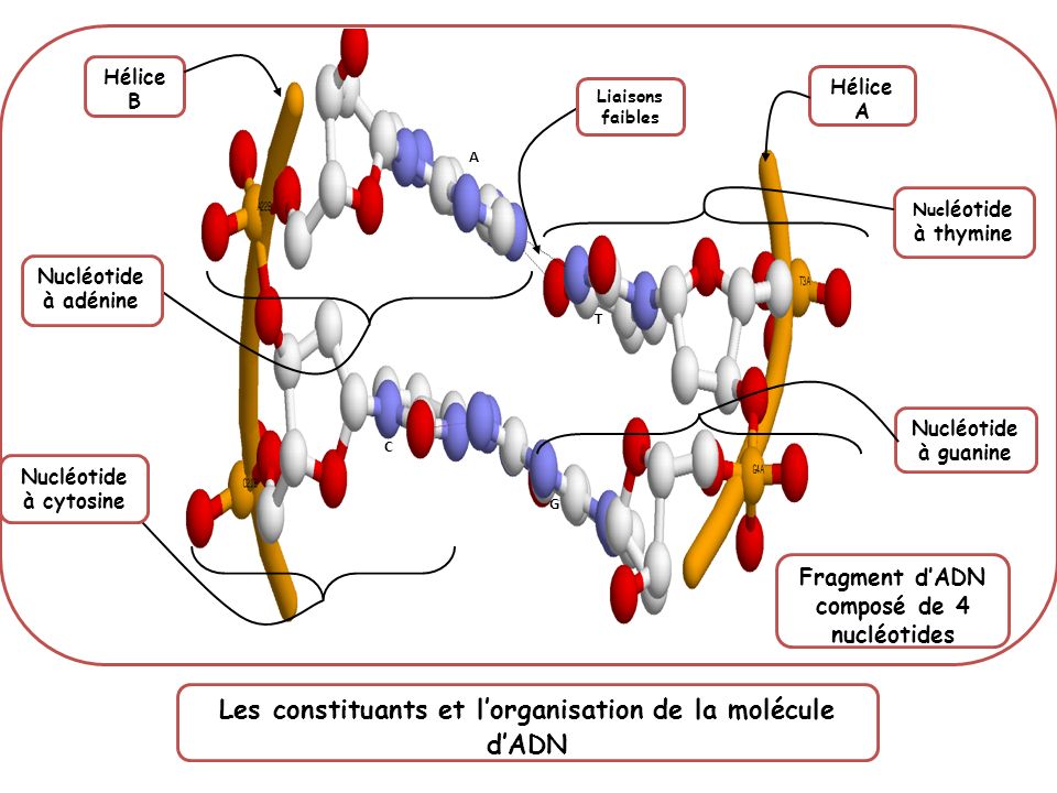 Les constituants et l’organisation de la molécule d’ADN