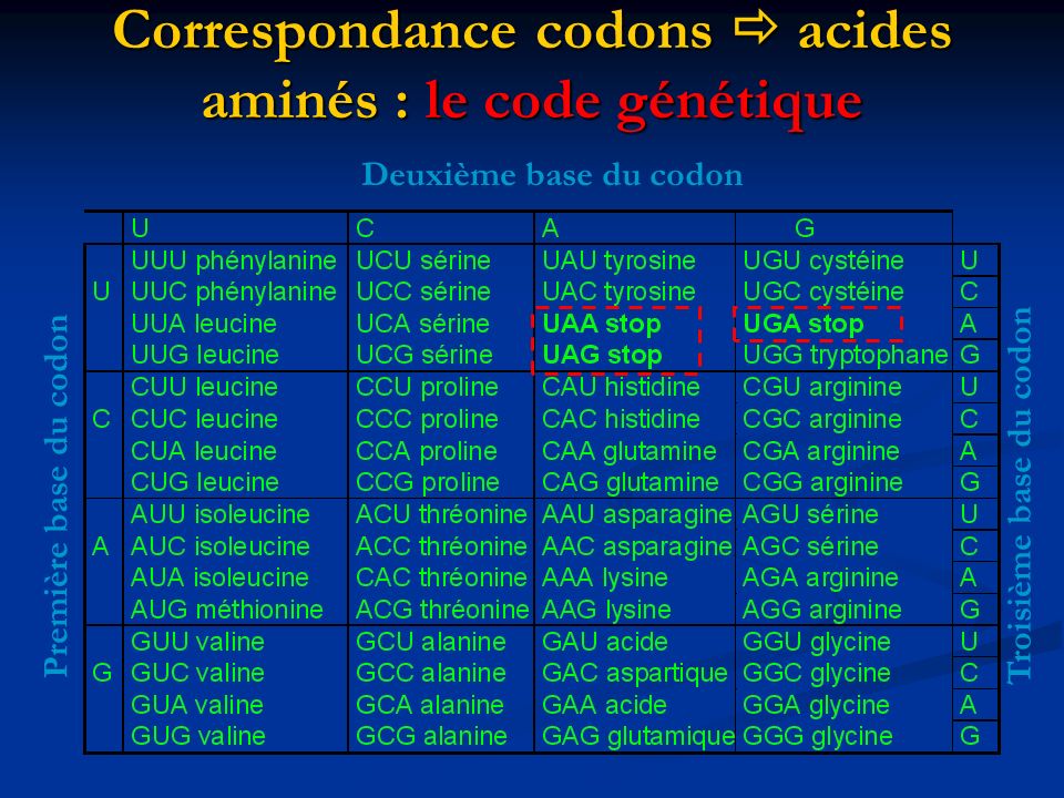 Correspondance codons  acides aminés : le code génétique