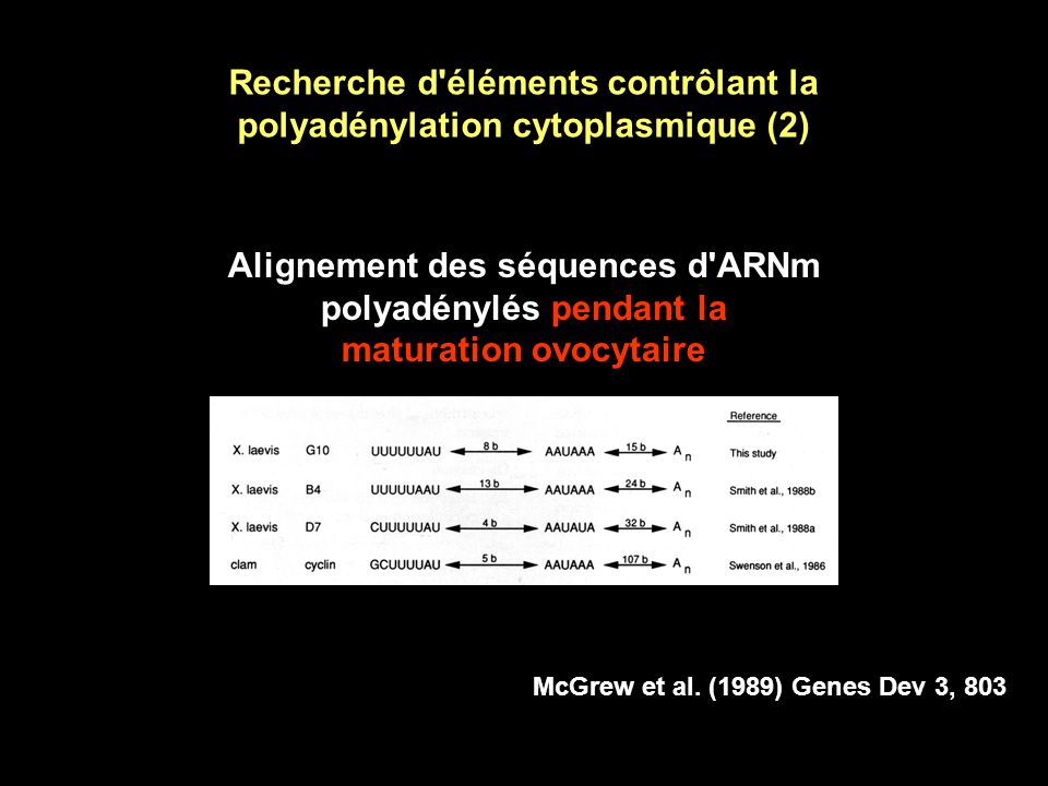 Recherche d éléments contrôlant la polyadénylation cytoplasmique (2)