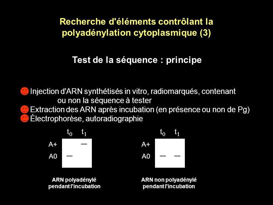 Recherche d éléments contrôlant la polyadénylation cytoplasmique (3)