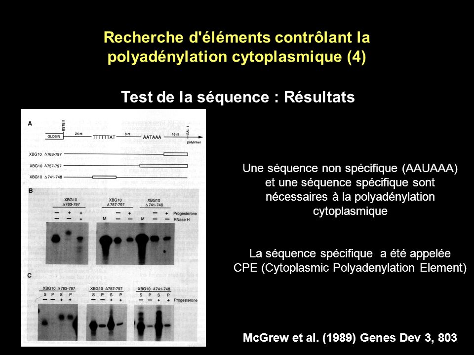 Recherche d éléments contrôlant la polyadénylation cytoplasmique (4)