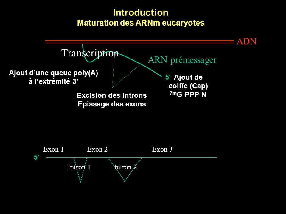 Maturation des ARNm eucaryotes Ajout d’une queue poly(A)