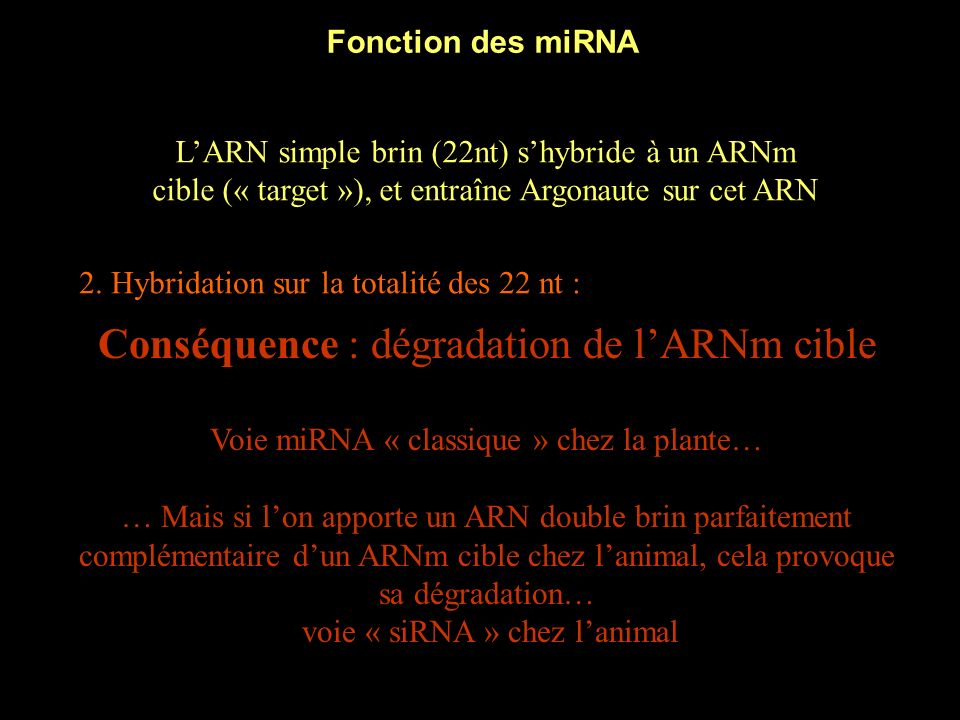 Conséquence : dégradation de l’ARNm cible
