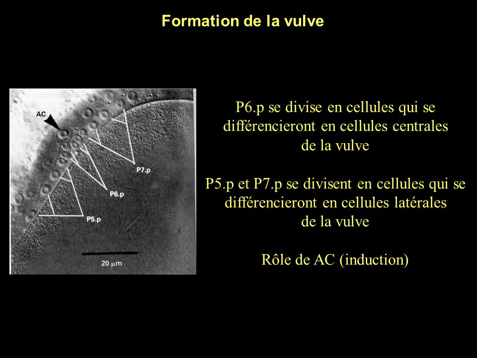* Formation de la vulve P6.p se divise en cellules qui se