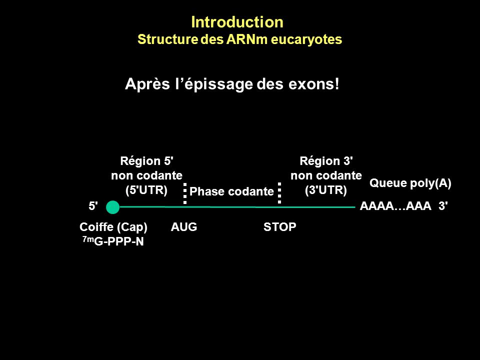 Structure des ARNm eucaryotes Après l’épissage des exons!