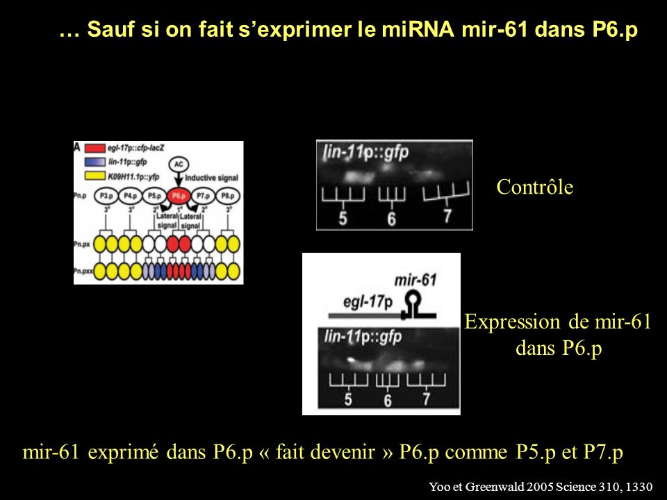 … Sauf si on fait s’exprimer le miRNA mir-61 dans P6.p