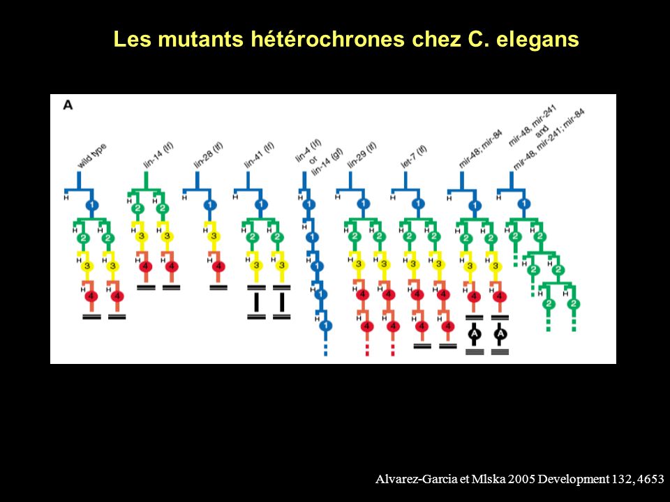 Les mutants hétérochrones chez C. elegans