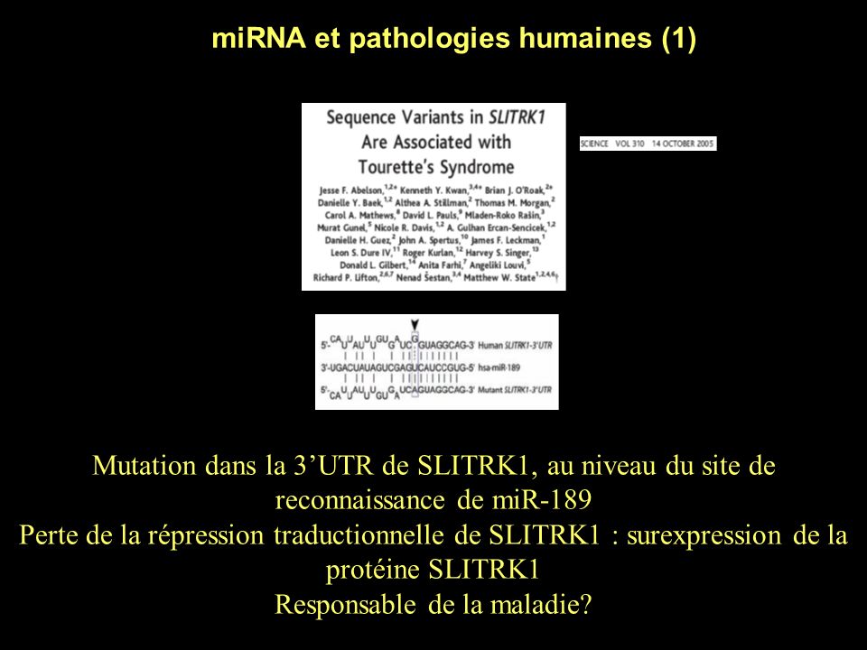 miRNA et pathologies humaines (1)