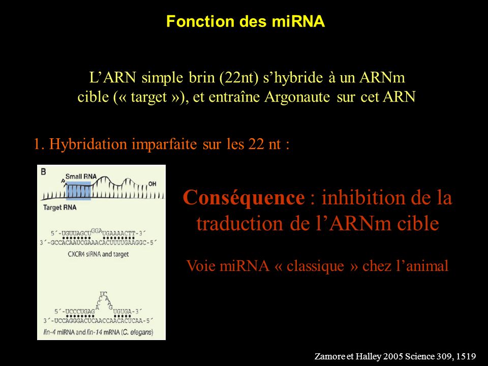 Conséquence : inhibition de la traduction de l’ARNm cible