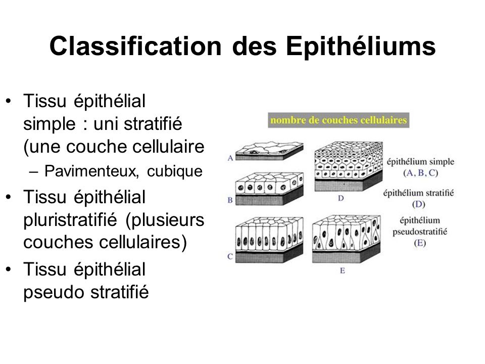 différence pluristratifié /stratifié  Classification+des+Epith%C3%A9liums