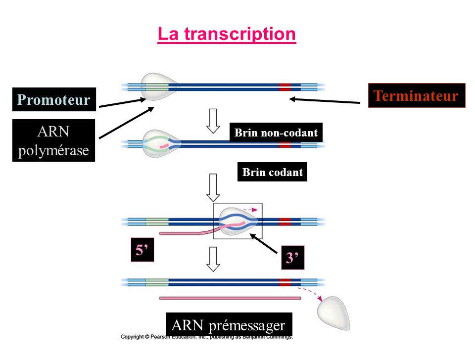 La transcription Terminateur Promoteur ARN polymérase 5’ 3’