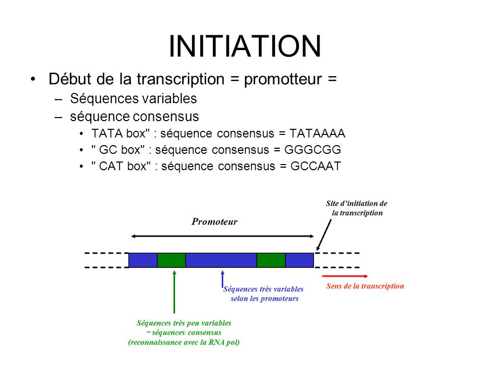 INITIATION Début de la transcription = promotteur =