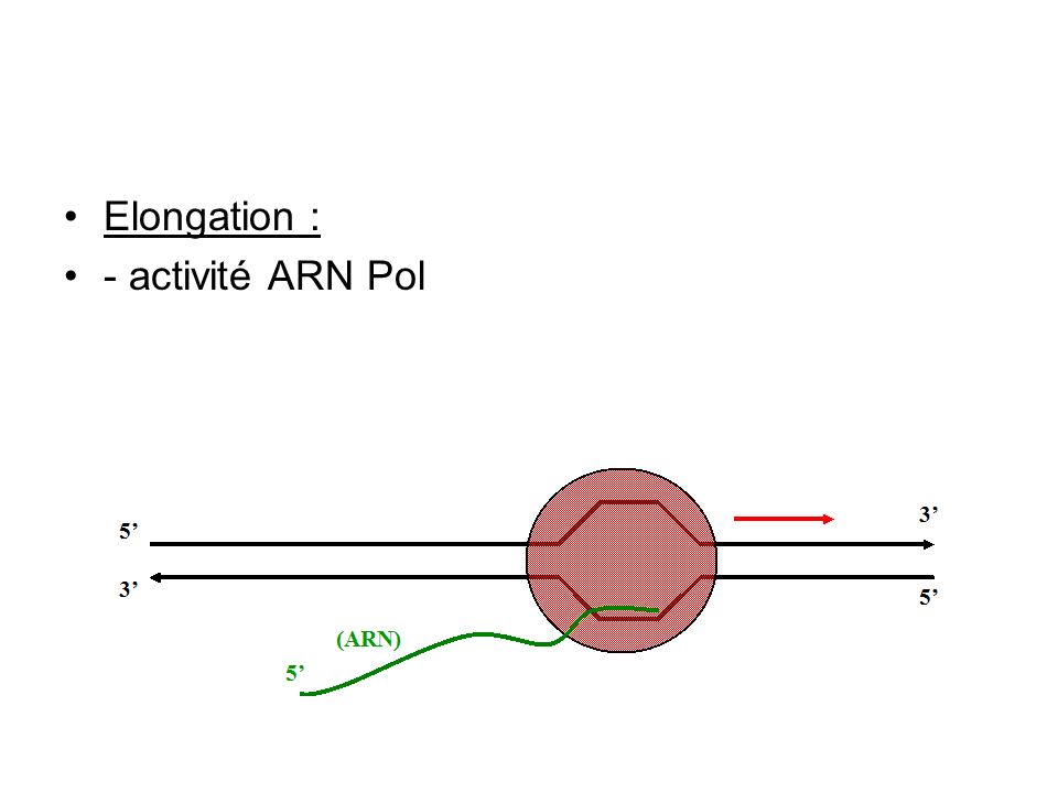 Elongation : - activité ARN Pol