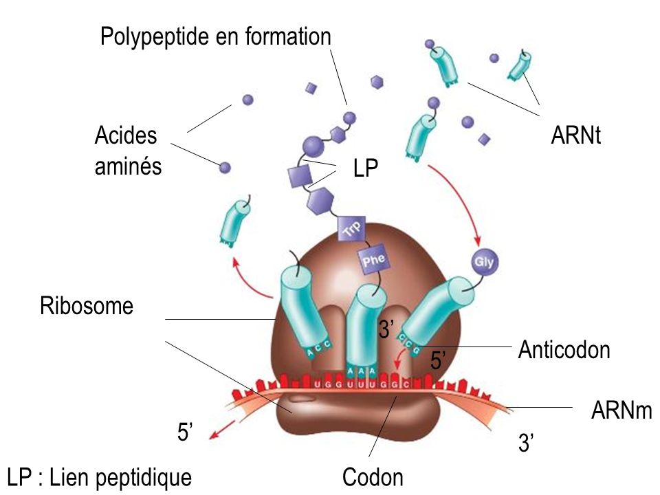 Polypeptide en formation