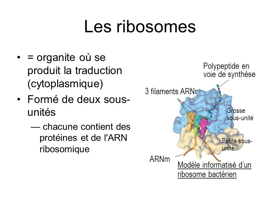 Les ribosomes = organite où se produit la traduction (cytoplasmique)