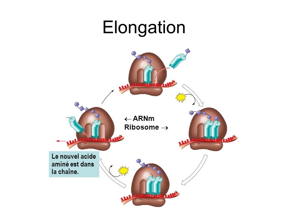 Elongation  ARNm Ribosome  Le nouvel acide aminé est dans la chaîne.