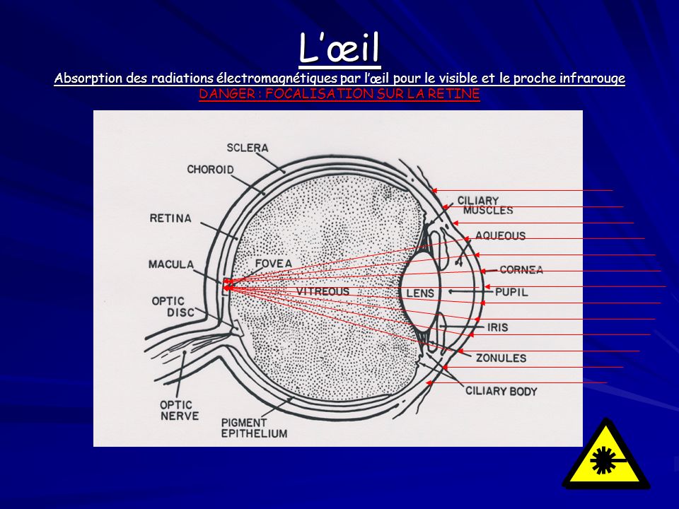 L’œil Absorption des radiations électromagnétiques par l’œil pour le visible et le proche infrarouge DANGER : FOCALISATION SUR LA RETINE
