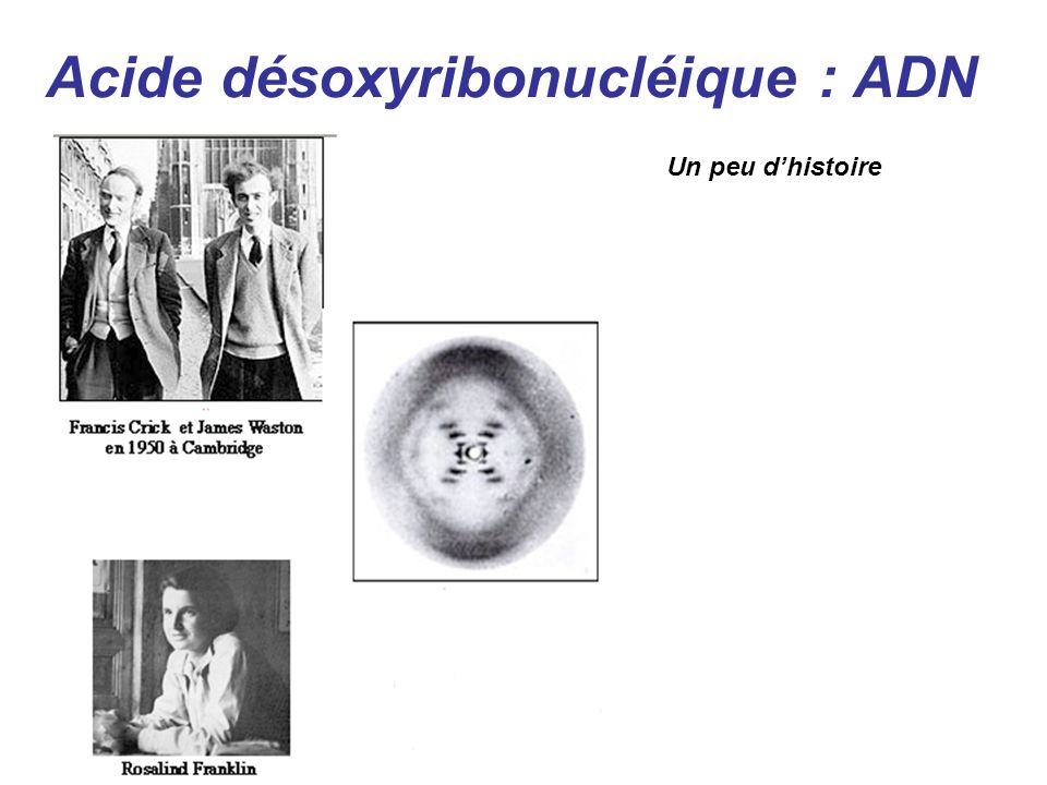 Acide désoxyribonucléique : ADN