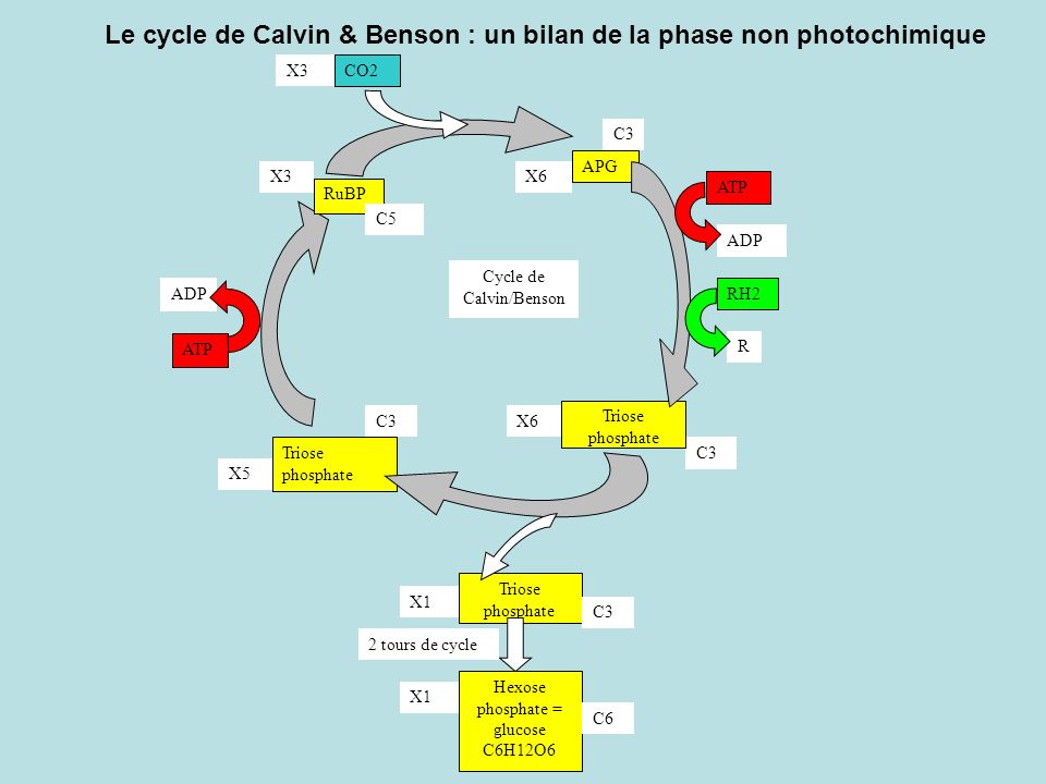 Le cycle de Calvin & Benson : un bilan de la phase non photochimique