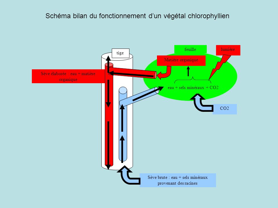 Schéma bilan du fonctionnement d’un végétal chlorophyllien