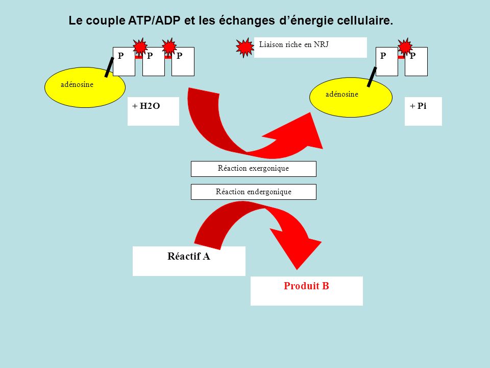 Le couple ATP/ADP et les échanges d’énergie cellulaire.