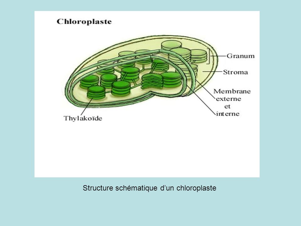 Structure schématique d’un chloroplaste