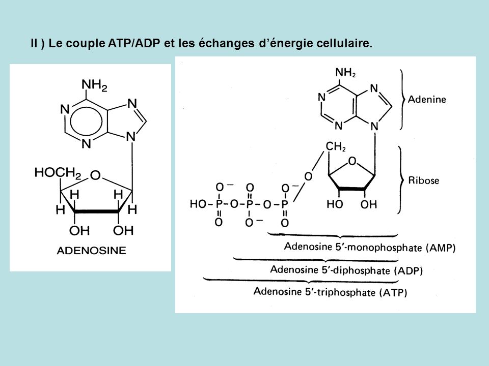 II ) Le couple ATP/ADP et les échanges d’énergie cellulaire.
