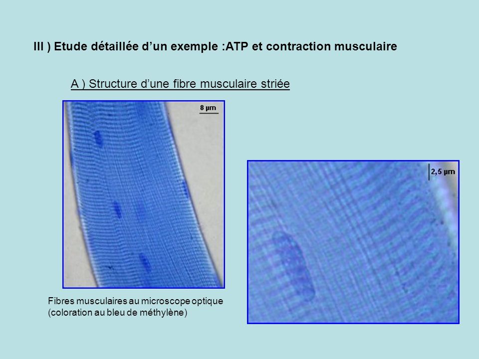 III ) Etude détaillée d’un exemple :ATP et contraction musculaire