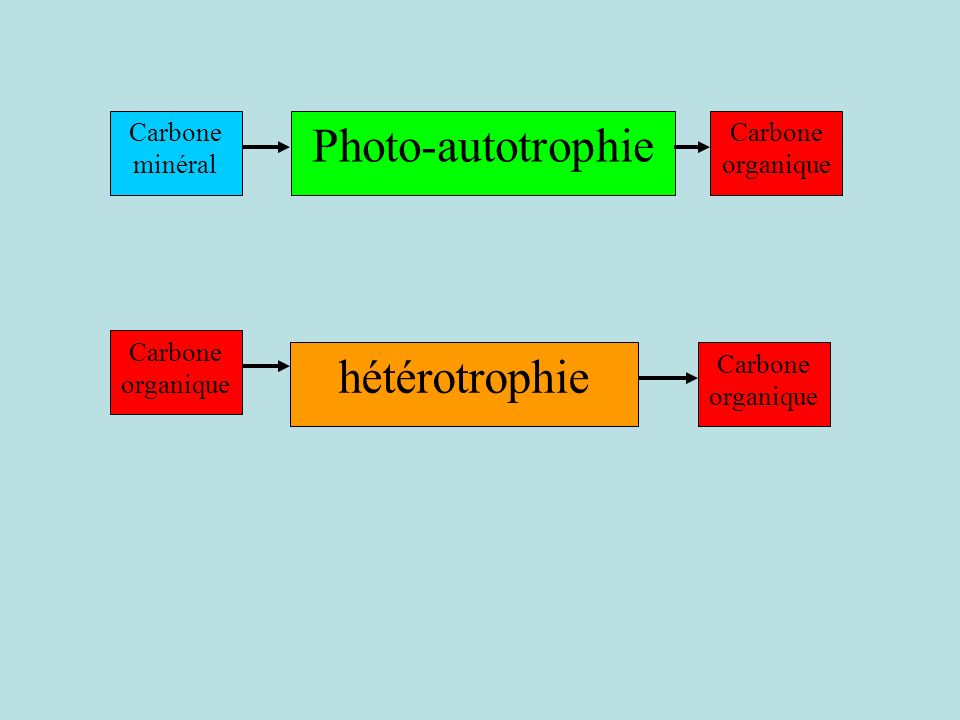 Photo-autotrophie hétérotrophie Carbone minéral Carbone organique