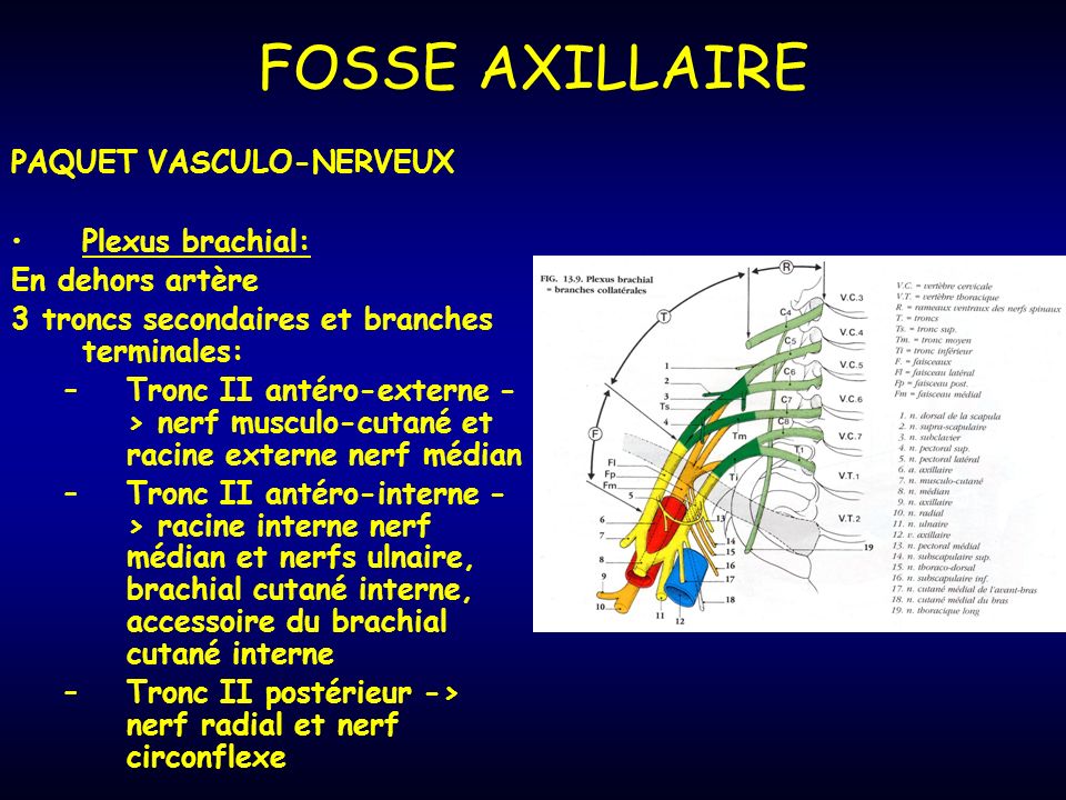 FOSSE AXILLAIRE PAQUET VASCULO-NERVEUX Plexus brachial:
