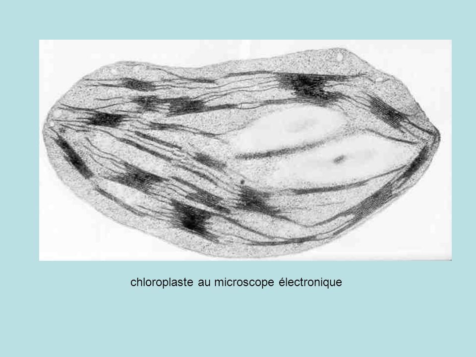 chloroplaste au microscope électronique