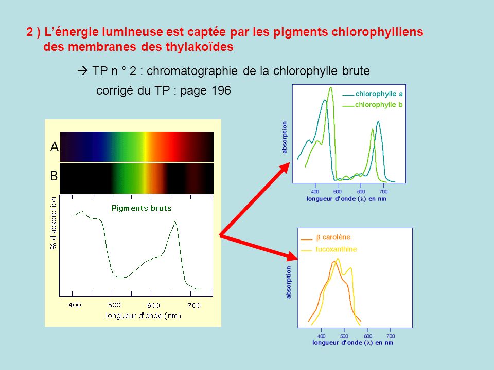 2 ) L’énergie lumineuse est captée par les pigments chlorophylliens