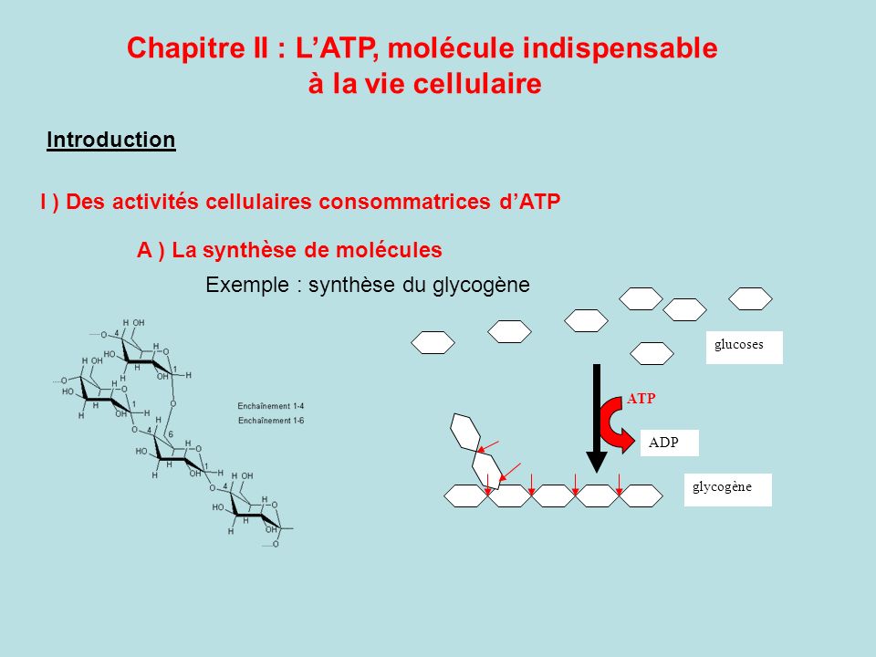 Chapitre II : L’ATP, molécule indispensable à la vie cellulaire