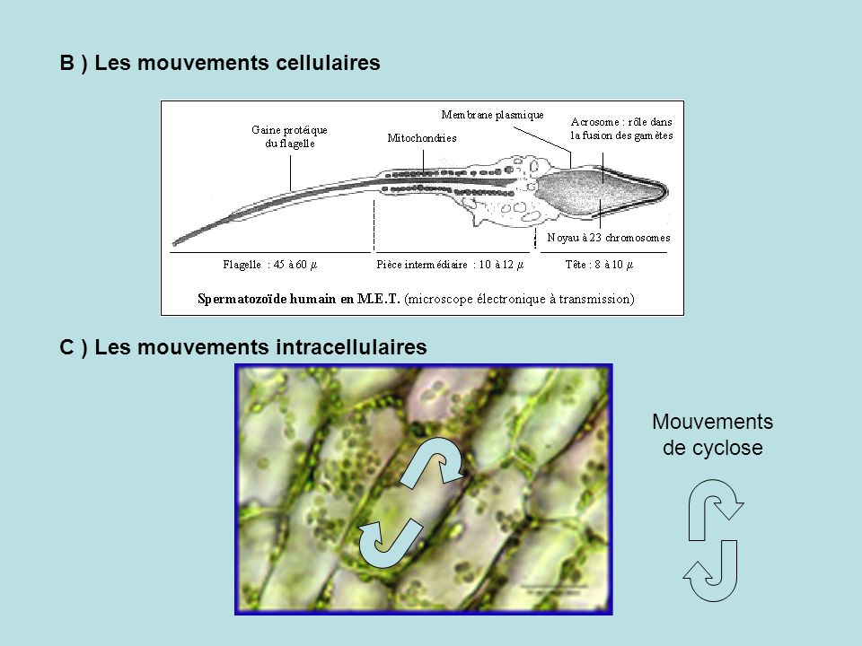 B ) Les mouvements cellulaires C ) Les mouvements intracellulaires
