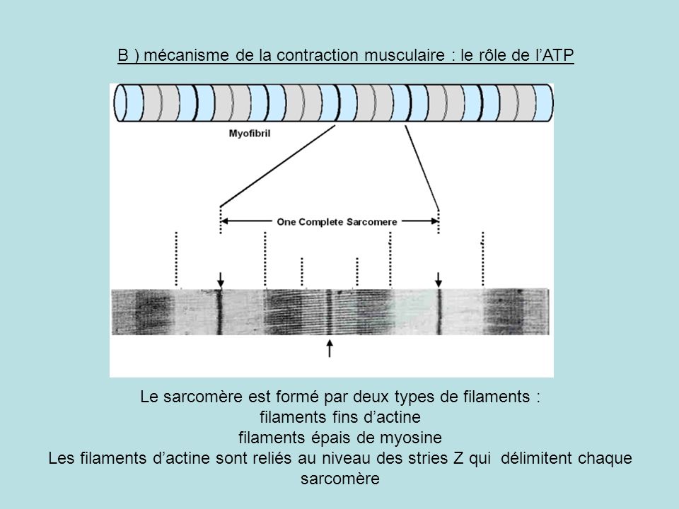 B ) mécanisme de la contraction musculaire : le rôle de l’ATP