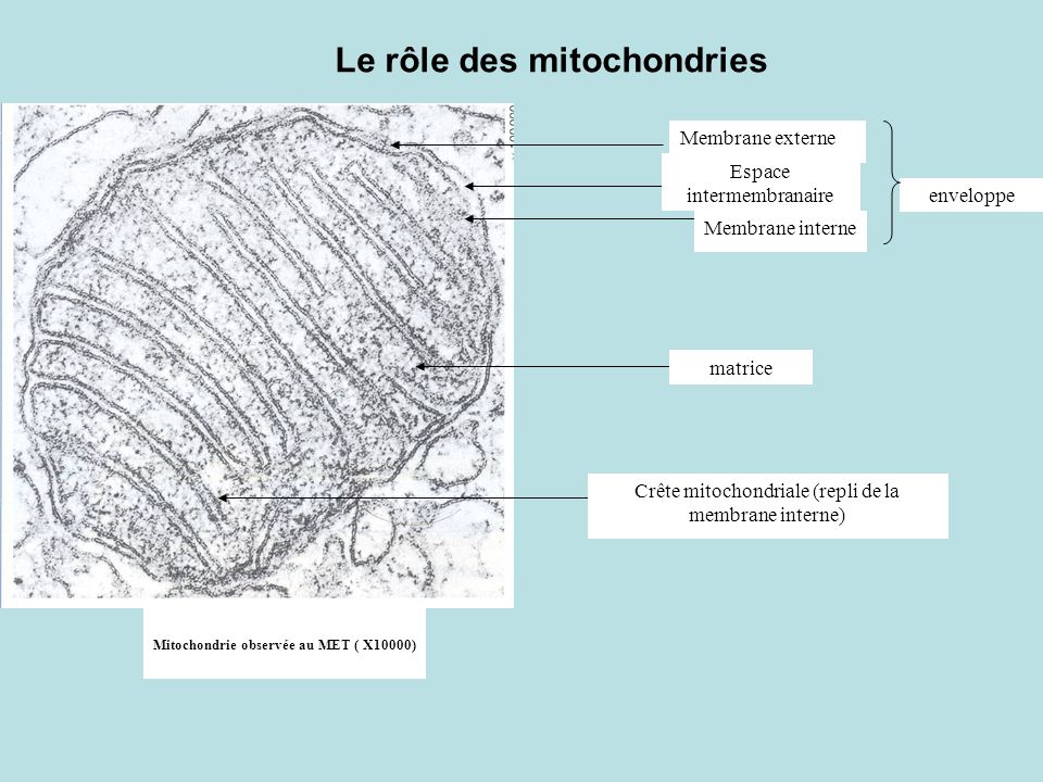 Mitochondrie observée au MET ( X10000)