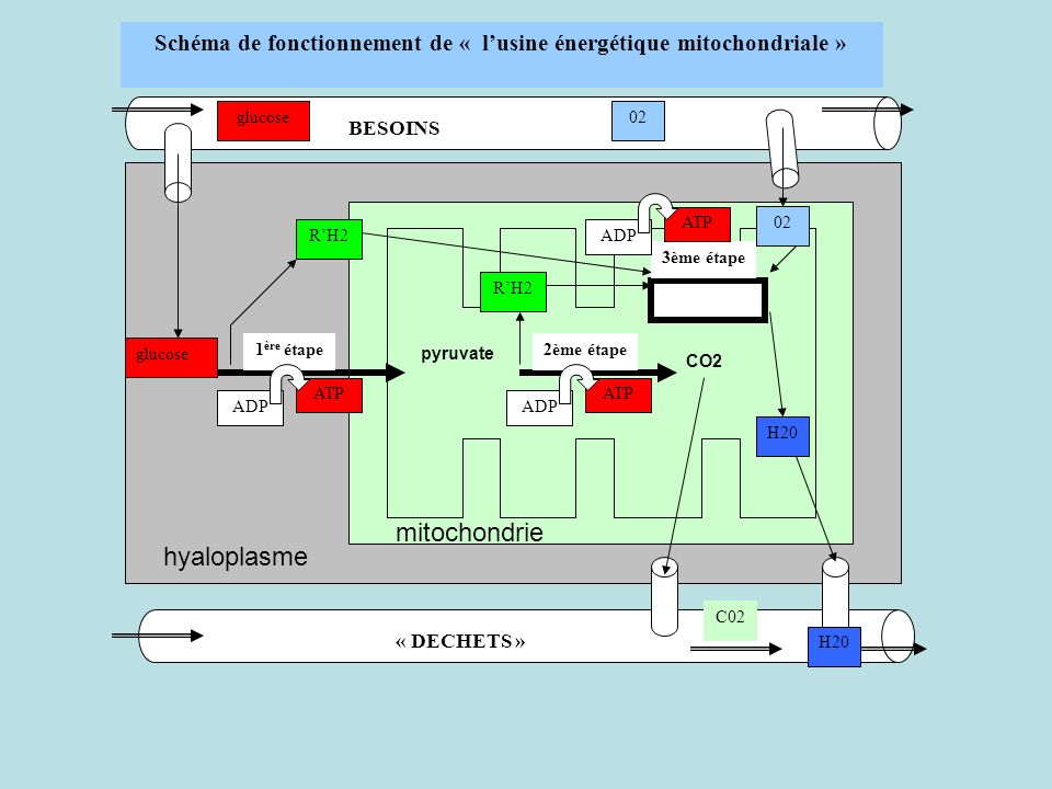 Schéma de fonctionnement de « l’usine énergétique mitochondriale »