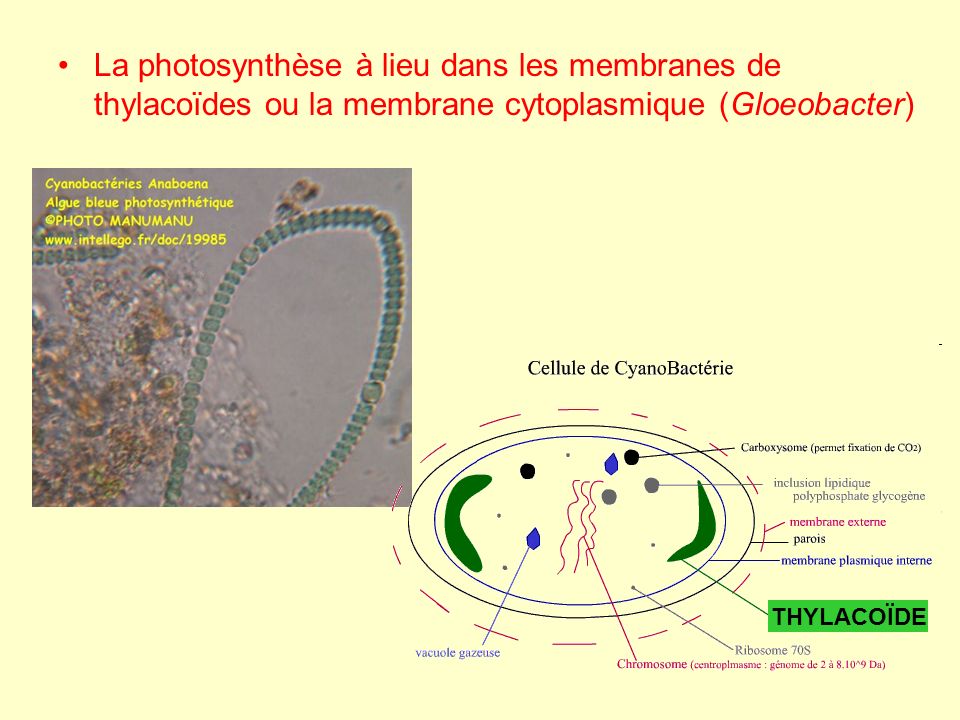 La photosynthèse à lieu dans les membranes de thylacoïdes ou la membrane cytoplasmique (Gloeobacter)