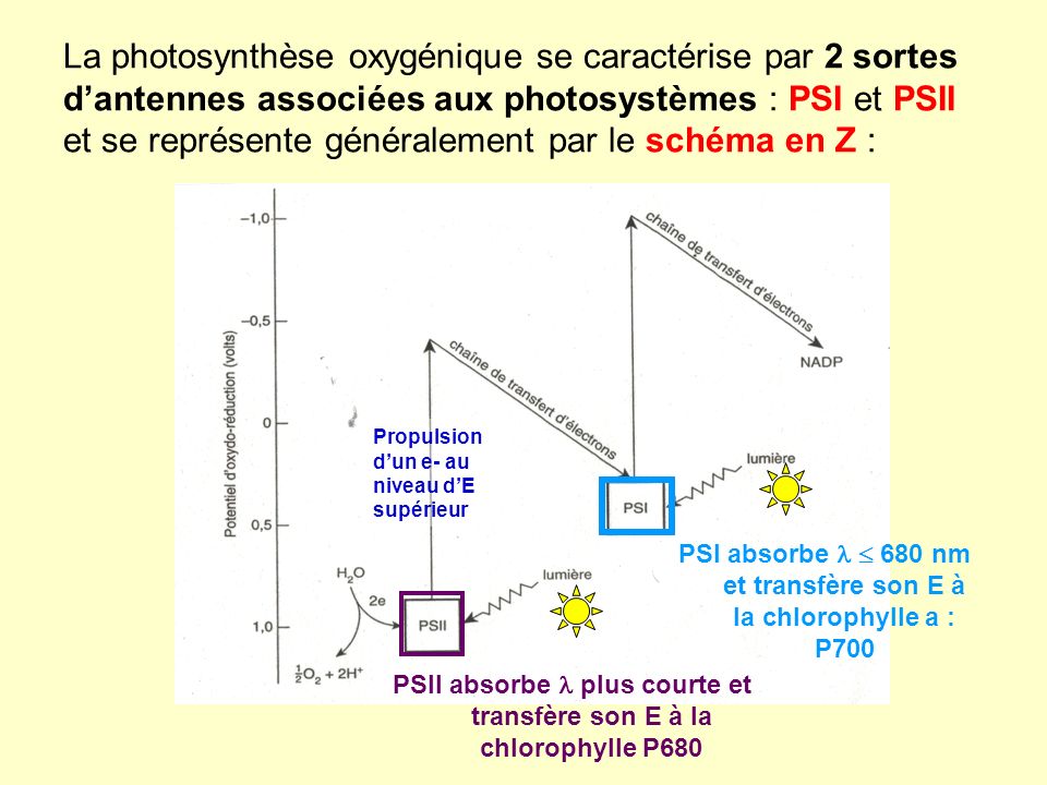La photosynthèse oxygénique se caractérise par 2 sortes d’antennes associées aux photosystèmes : PSI et PSII et se représente généralement par le schéma en Z :