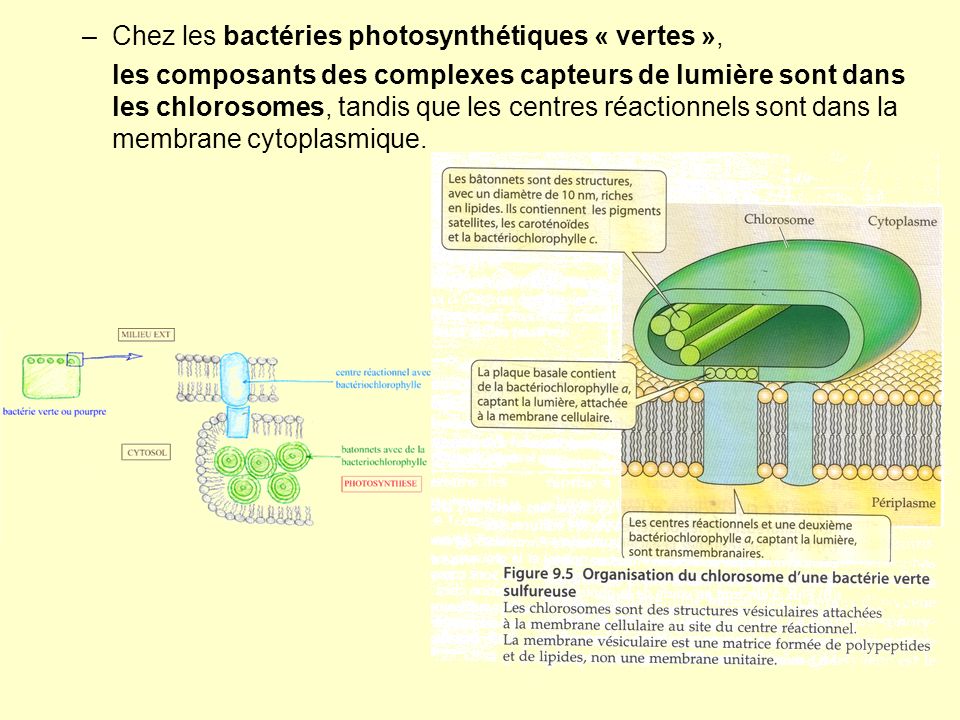 Chez les bactéries photosynthétiques « vertes »,