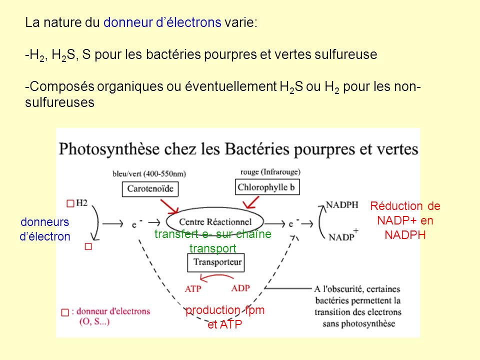 La nature du donneur d’électrons varie: -H2, H2S, S pour les bactéries pourpres et vertes sulfureuse -Composés organiques ou éventuellement H2S ou H2 pour les non-sulfureuses
