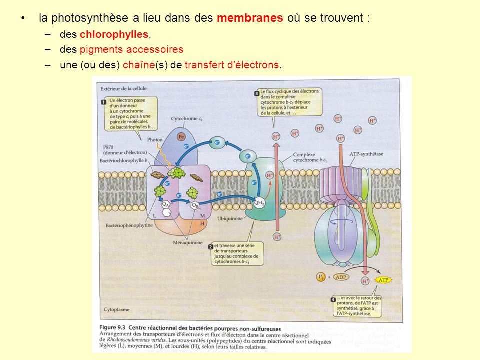 la photosynthèse a lieu dans des membranes où se trouvent :