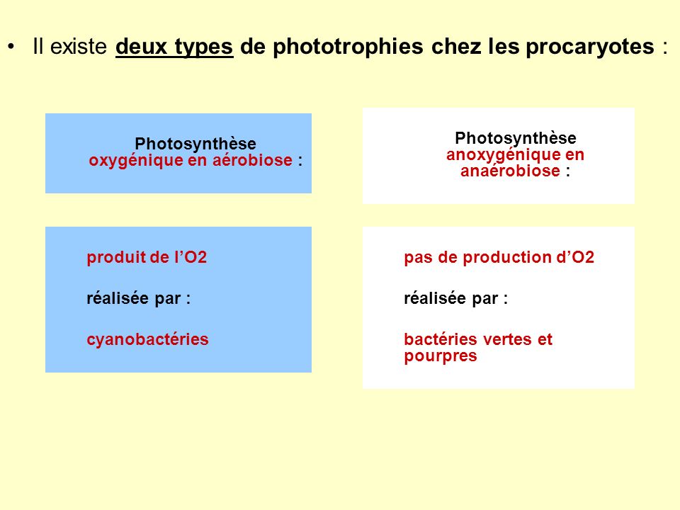 Il existe deux types de phototrophies chez les procaryotes :