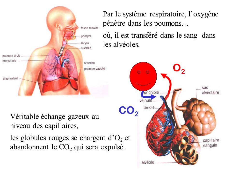 Par le système respiratoire, l’oxygène pénètre dans les poumons…