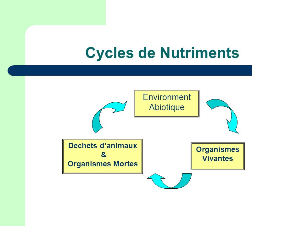 Cycles de Nutriments Environment Abiotique Dechets d’animaux &