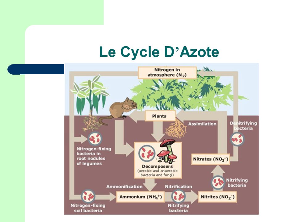 Le Cycle D’Azote