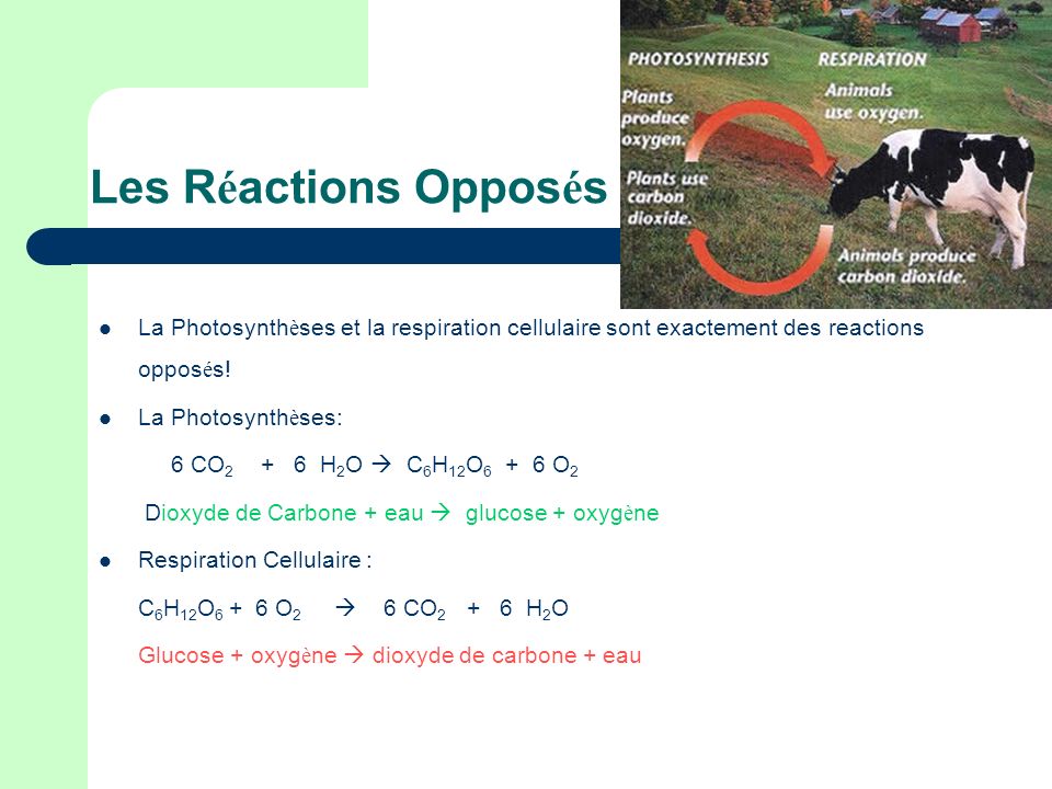 Les Réactions Opposés La Photosynthèses et la respiration cellulaire sont exactement des reactions opposés!